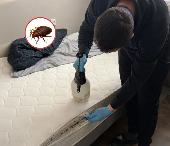 Technicien traitant un matelas contre les punaises de lit à Marly-la-Ville